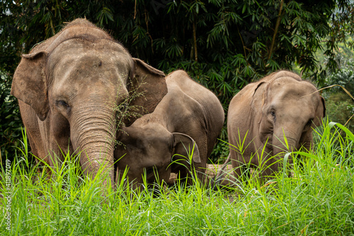 Sticker A herd of critically endangered sumatran elephants grazing on grass