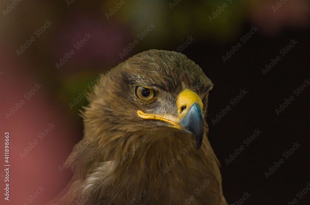 The Steppe Eagle! This is a large eagle, its feathering is bright & Dark brown, Eyes are brown, beak is hooked, dark grey at the bottom & yellow at base, the tail is short & have Strong legs. The Steppe Eagle! This is a large eagle, its feathering is bright & Dark brown, Eyes are brown, beak is hooked, dark grey at the bottom & yellow at base, the tail is short & have Strong legs.
