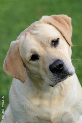 Yellow Labrador Retriever Puppy