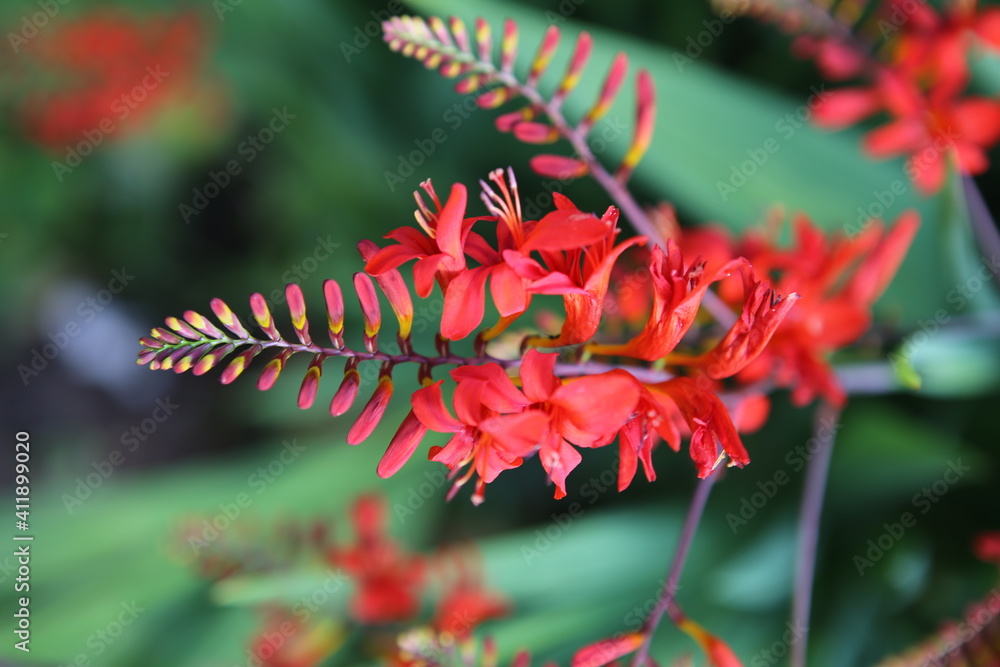 red and yellow flower