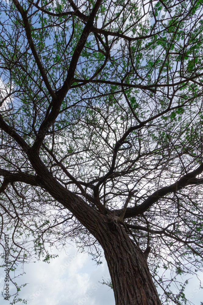 An Abstract silhouette of a tree with branches and leaves and sky in the background
An Abstract silhouette of a tree with branches and leaves and sky in the background