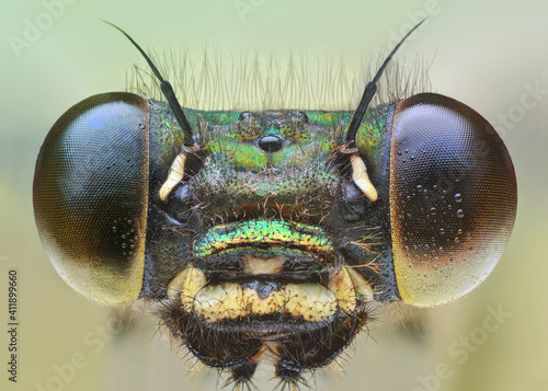 Extreme portrait of adult damselfly (Zygoptera)