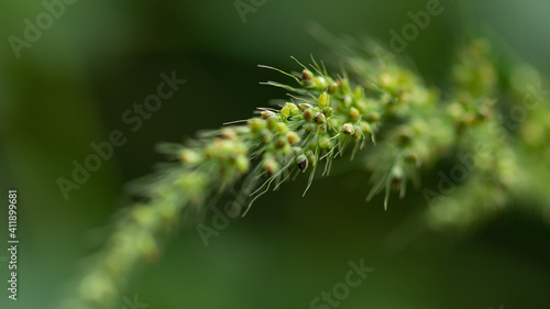 Selective focus Abstract Macro photography with very shallow depth of field of a green twig with leaves with blurred background 