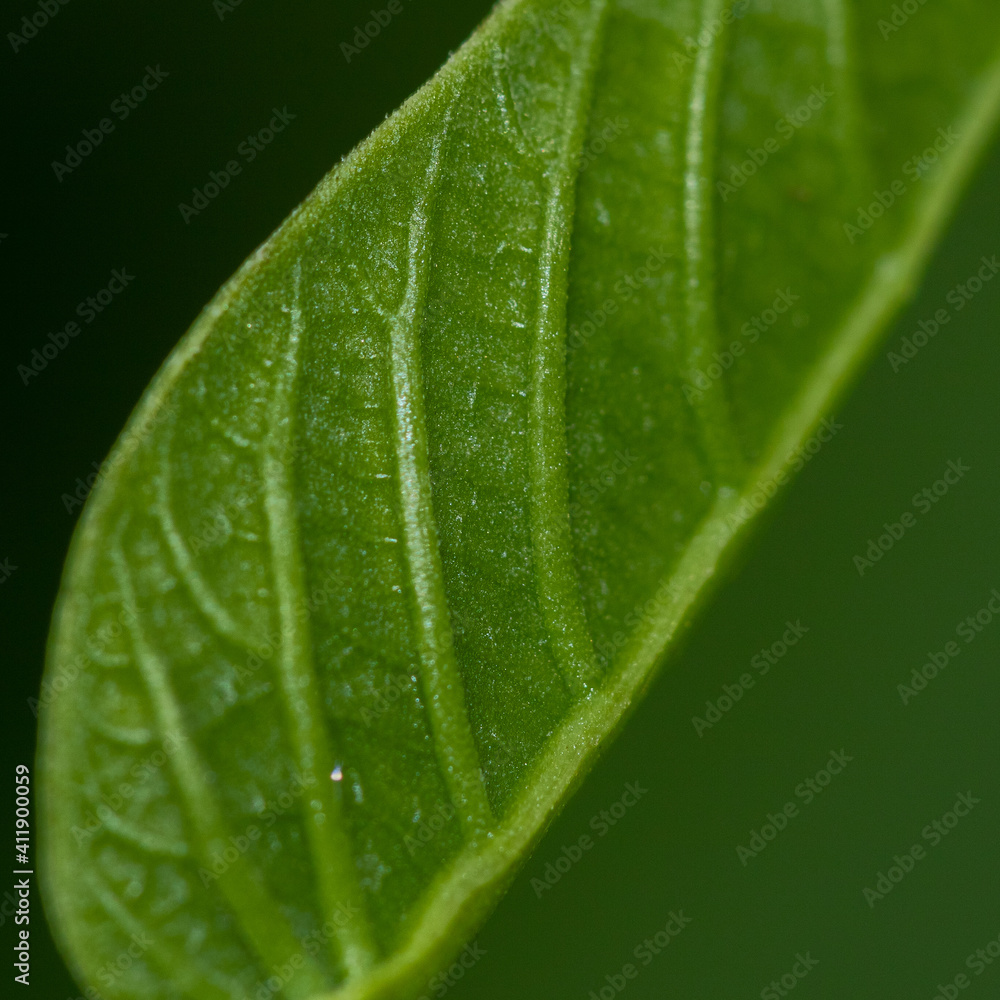 Selective focus shallow depth of field Abstract macro image of a leaf with veins showing in a pattern
Selective focus shallow depth of field Abstract macro image of a leaf with veins showing in a pattern