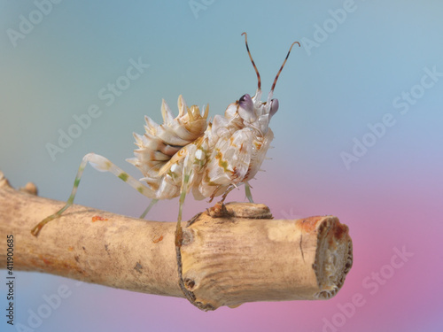 Pseudocreobotra wahlbergii flower mantis on natural background photo