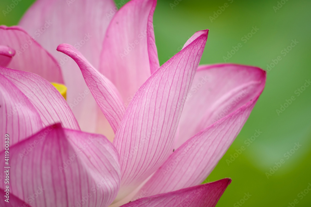 Lotus 蓮 Lotus 蓮