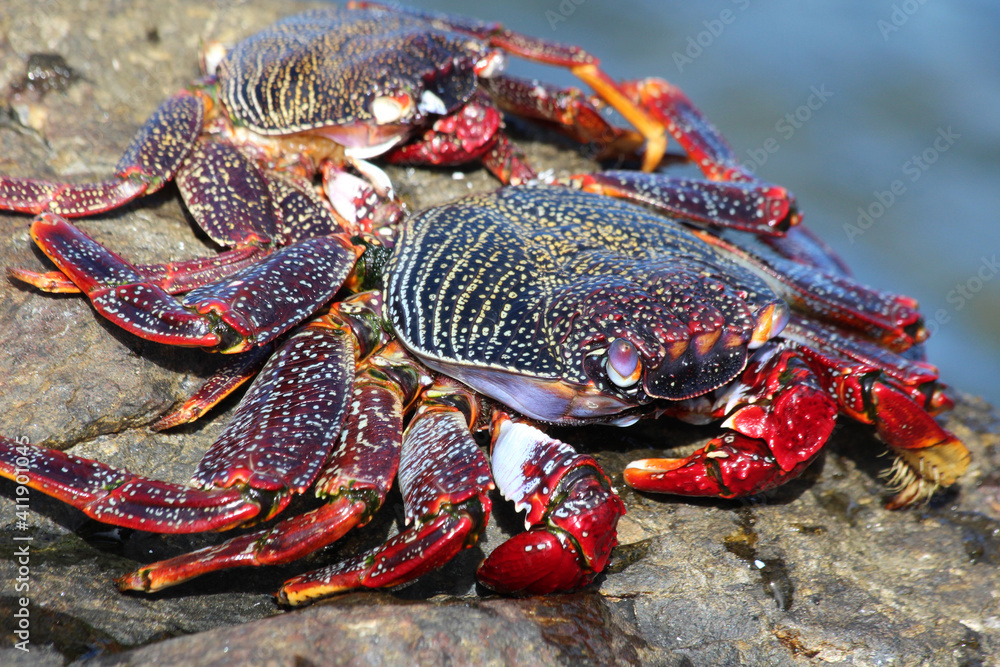 rote_Klippenkrabbe rote_Klippenkrabbe