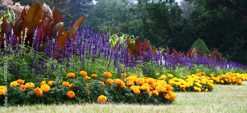 On a lawn the long flower bed of a twisting form is made. A border orange tagetes grow and blossom. The salvia blossoms in violet flowers. Beautiful leaves in claret tones canna are visible.