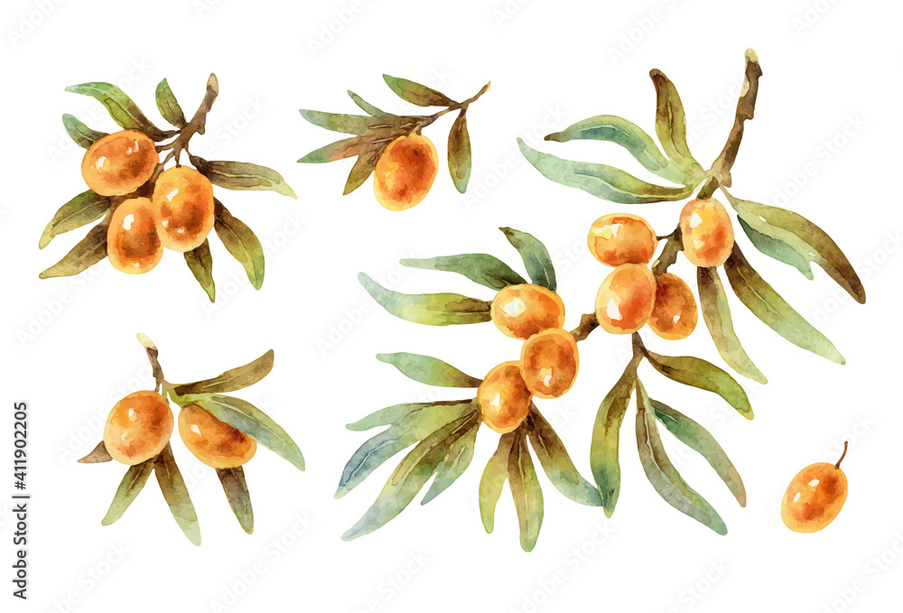 Obraz premium Watercolor vector twigs with sea buckthorn berries