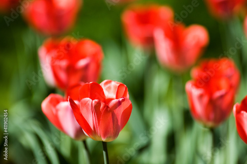 One red poppy in focus in the foreground and many others blurred behind it. Sunlight sloping towards dark green background in shadow