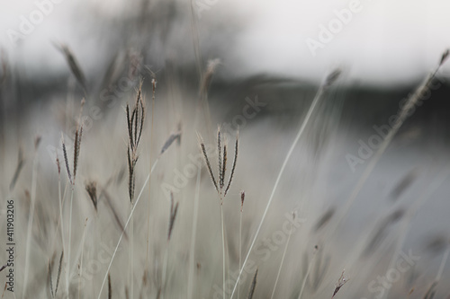Dry autumn grasses with spikelets of beige color close-up. The natural background. Selective focus.