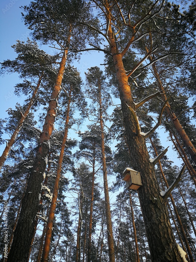 Fototapeta premium Pine tree forest in a winter day covered by white snow