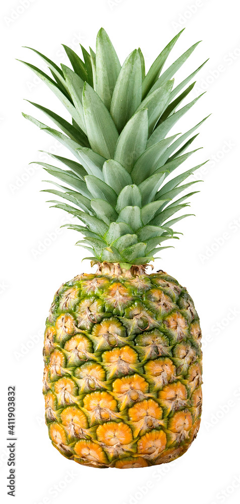 Characteristics of pineapples Characteristics of pineapples