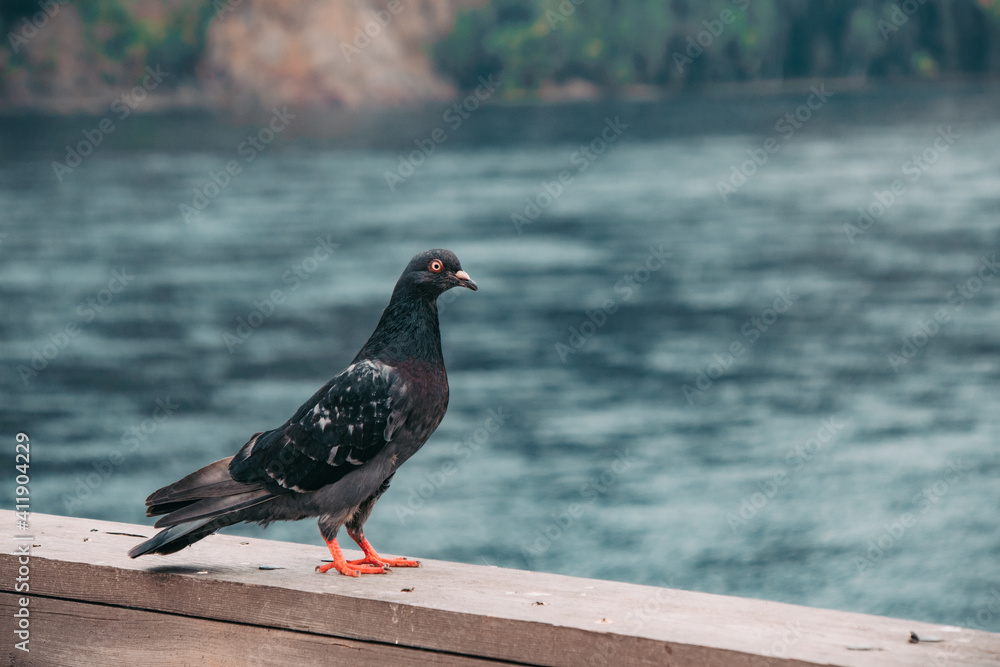 pigeon on the water pigeon on the water