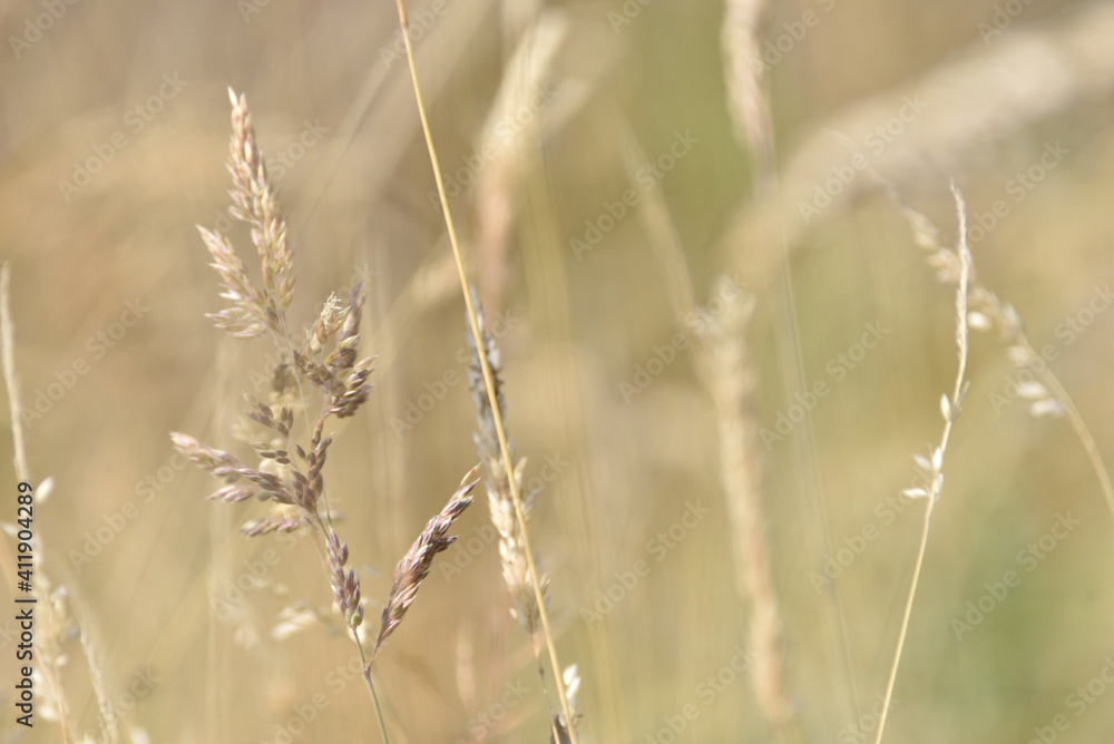 beige grasses on a meadow at the end of summer, and on them worms Liophloeus beige grasses on a meadow at the end of summer, and on them worms Liophloeus