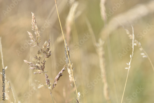 beige grasses on a meadow at the end of summer, and on them worms Liophloeus 