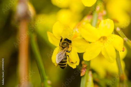 Bees in collecting honey on tiny yellow flowers of winter jasmine-Jasminum nudiflorum 