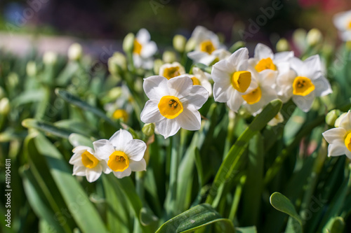 narcissus blooming for chinese new year,Chinese character means:good bless for new year © xiaoliangge