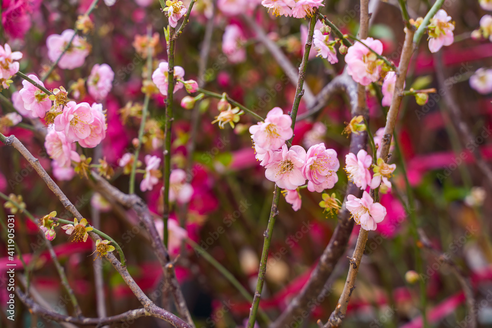 pink plum bloossom in garden pink plum bloossom in garden