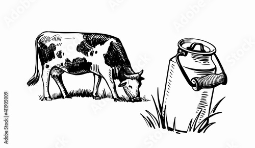 cow grazes in clearing with can