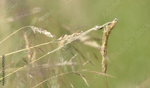 beige grasses on a meadow at the end of summer, and on them worms Liophloeus     © ezp