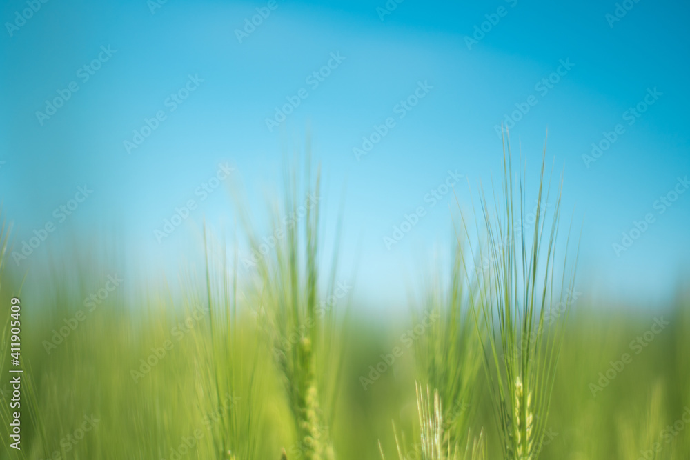Green wheat and blue sky. Beautiful natural grass desktop background