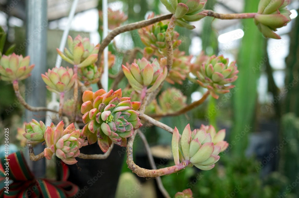 cactus succulents in a planter cactus succulents in a planter