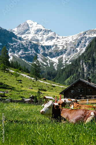 Alm Sommer am berg mit die Kuh