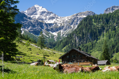 Alm Sommer in die berg mit die kuh