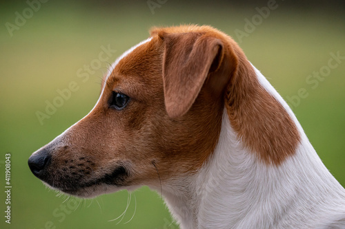 Photography Muzzle of a cute Parson Russell Terrier with a brown head on a blurred backgroun