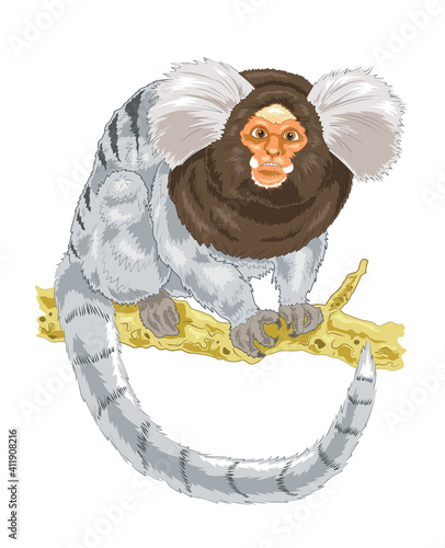 Marmoset monkey cartoon illustration sitting on the tree