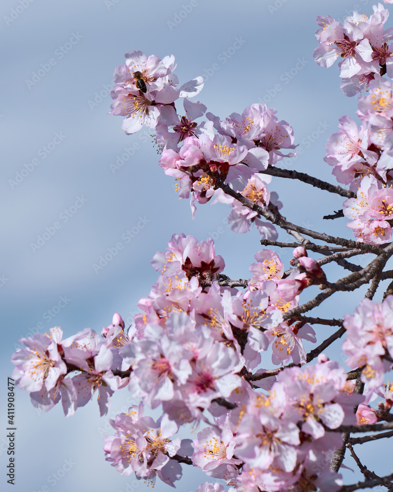 Almond trees in bloom. Almond flowers surrounded of bees pollinating in early spring