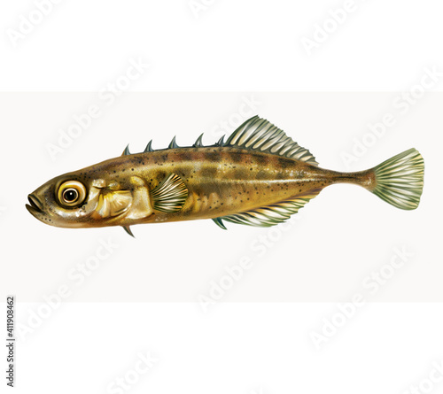  stickleback (Gasterosteus)