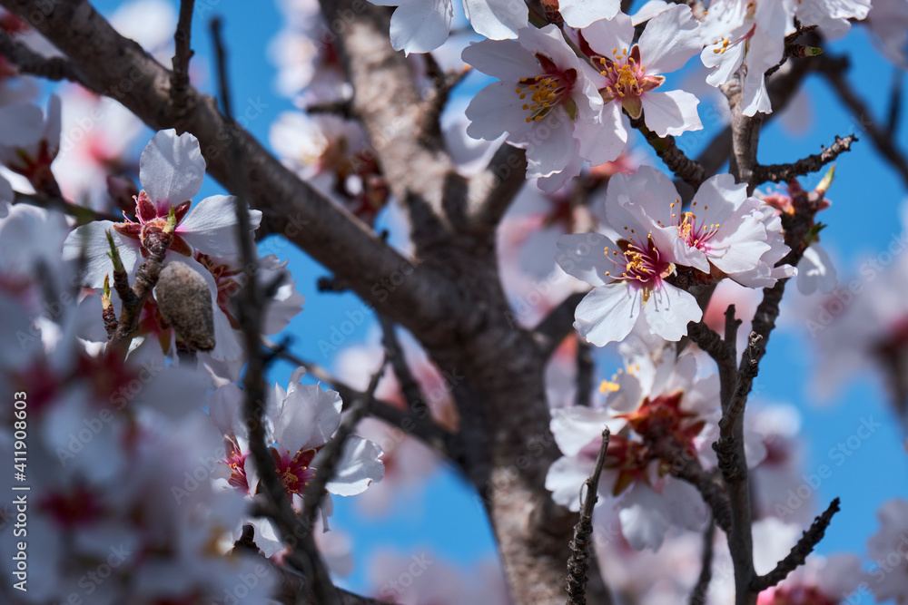 Almond trees in bloom. Almond flowers surrounded of bees pollinating in early spring Almond trees in bloom. Almond flowers surrounded of bees pollinating in early spring