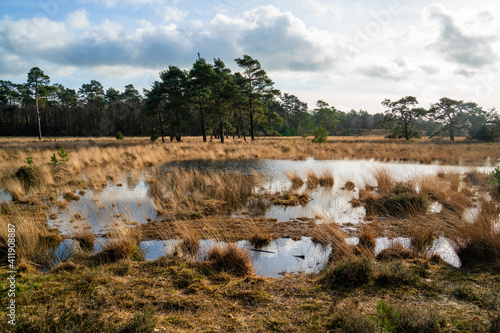 Heath landscape in winter in Netherlands with pools of water 