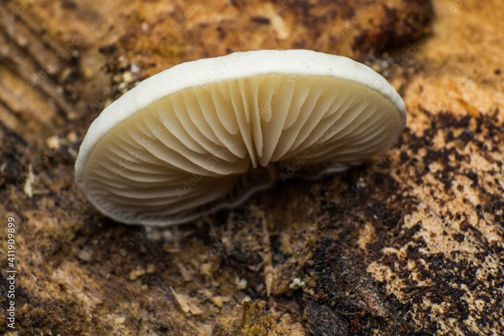 mushroom growing on a dead tree, Pleurotus ostreatus, macro photography of mushrooms in the forest mushroom growing on a dead tree, Pleurotus ostreatus, macro photography of mushrooms in the forest