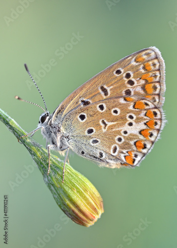 Common Blue Butterfly macro isolated on natural background