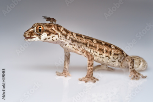 Viper gecko with fruit fly