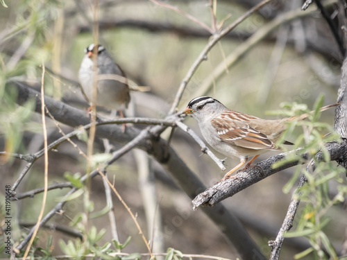 White-crowned Sparrow on a branch