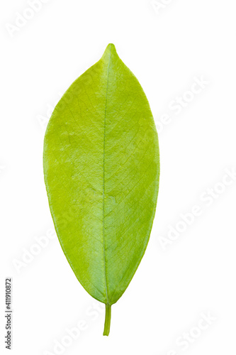 Green leaf  isolated on white background