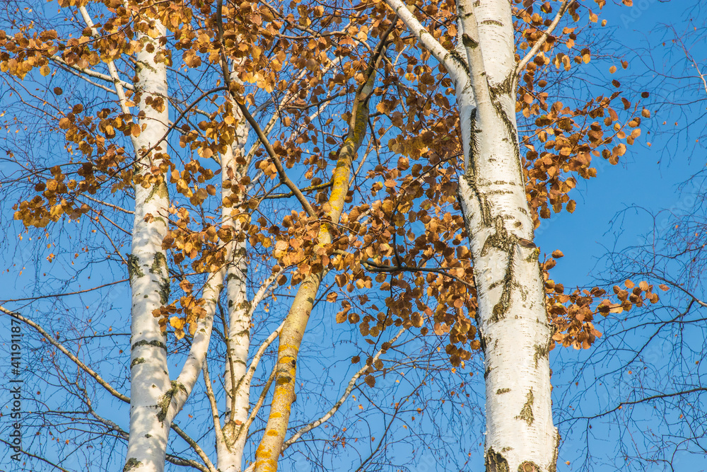 Fototapeta premium tree in autumn