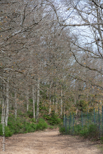 Akfadou forest in Bejaia  Algeria  a Forest of oak and beech