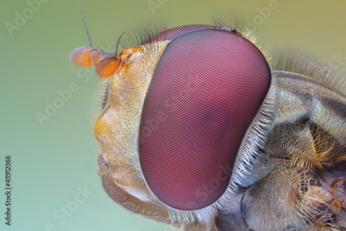 Extreme sharp and detailed view of Hoverfly Syrphidae