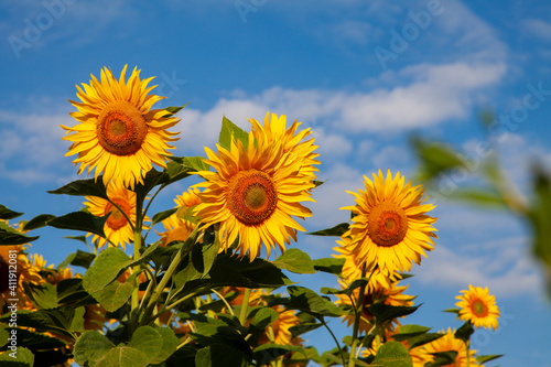 Large blooming sunflowers against a blue sky with white clouds