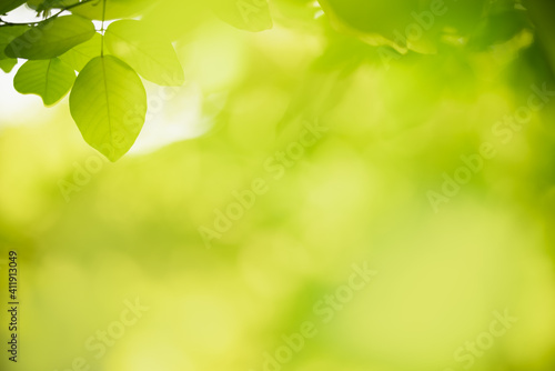 Beautiful nature view green leaf on blurred greenery background under sunlight with bokeh and copy space using as background natural plants landscape  ecology wallpaper concept.