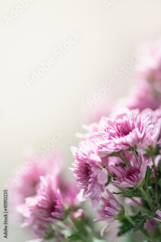Closeup of pink Mums flower on white background with copy space using as background natural flora, ecology wallpaper page concept.