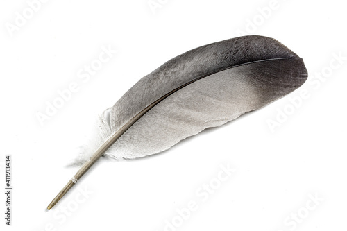 gray dove feather on a white isolated background