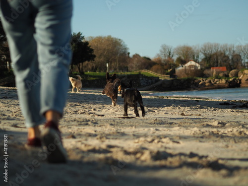 Dogs run away on the beach in the sunny day.