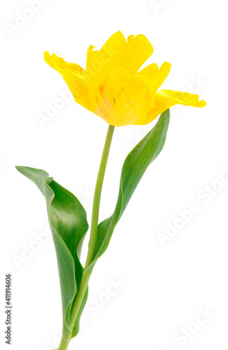 Obraz na płótnie Single tulip flower. w salonie