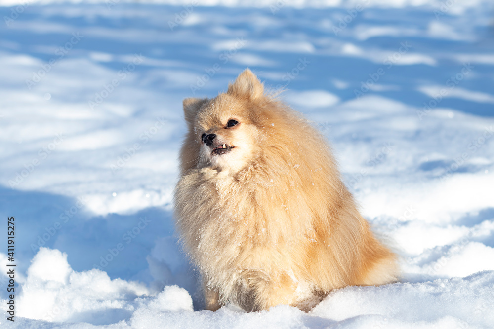 .Small light German Spitz on a walk in the winter on white snow, close-up..